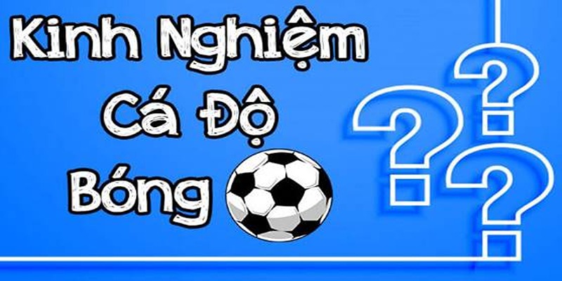 Lý do bet thủ nên tham khảo kinh nghiệm cá cược tại 7M